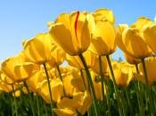 Tulips Spring is Coming!
