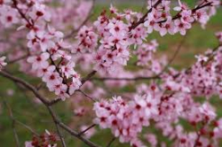 Spring Flowers