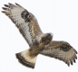hawk