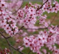 Spring Flowers